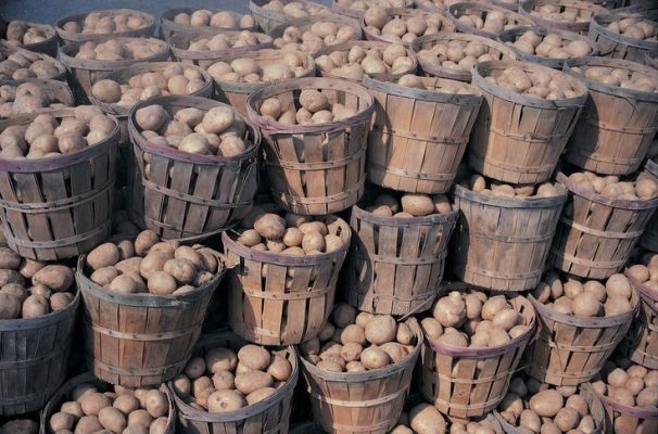 potato suppliers