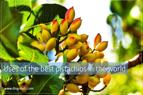 Uses of the best pistachios in the world