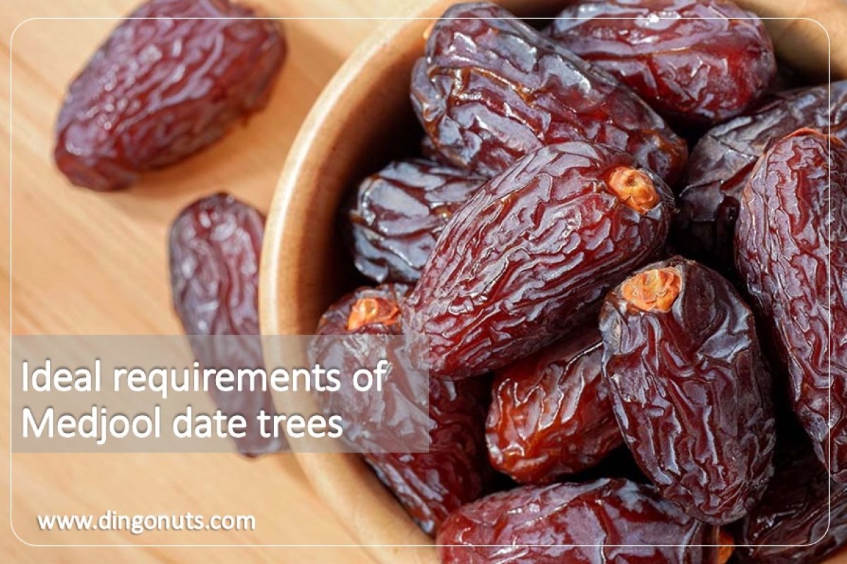 Medjool Dates in Pakistan: Import Trends, and Market Growth