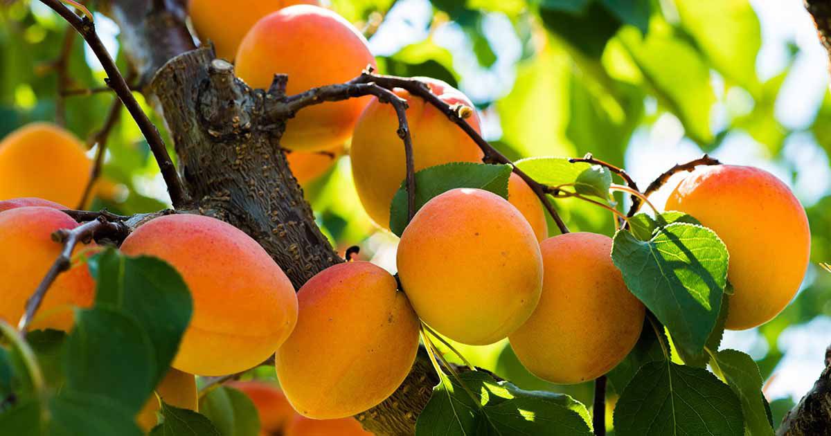 Apricot Trees: The Secret to Agricultural Success - dingonuts