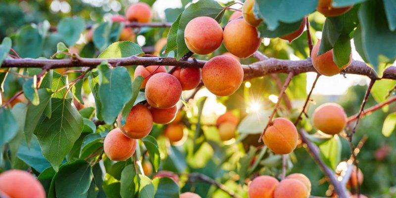 Ideal Environmental Conditions for Apricot Trees Ideal Environmental Conditions for Apricot Trees