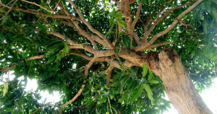 Rooted in tradition, reaching for the sun — the timeless beauty of a pistachio tree Rooted in tradition, reaching for the sun — the timeless beauty of a pistachio tree