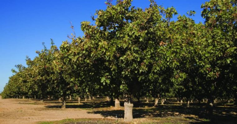 Where green gold begins — the journey starts with the pistachio tree Where green gold begins — the journey starts with the pistachio tree