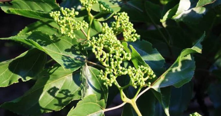 Kismis tree growing, care and harvesting tips